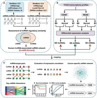 Biomarker Discovery for the Carcinogenic Heterogeneity Between Colon and Rectal Cancers Based on lncRNA-Associated ceRNA Network Analysis